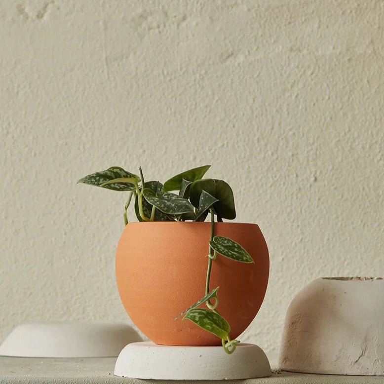 o cactuu - Pot Kalahari Ball - Various Sizes **SALE**